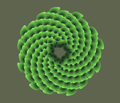 Phi, the Golden Ratio, Fibonnaci and plant growth